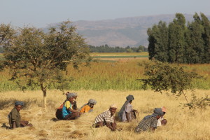 Teff Farm