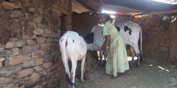Lessons from the Digital Agricultural Advisory Services (DAAS) project in Ethiopia: Dairy use case