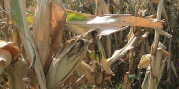 The impact of a nutrition-sensitive graduation model program on child nutrition: Experimental evidence from Ethiopia