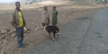 Strengthening land tenure security and women’s land rights in Ethiopia: Policy analysis, implementation gaps, and gender-transformative pathways