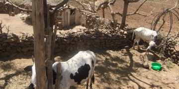 Perceived challenges and solutions to adopting healthy diets among women and children: A photovoice study in urban Ethiopia
