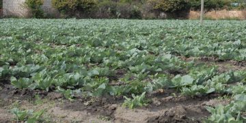 Mapping evidence of national-nutrition-relevant policies and programmes in Ethiopia to address multiple burdens of malnutrition